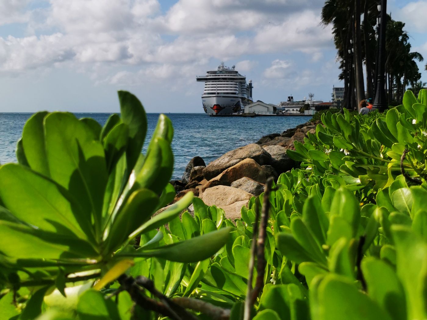 A cruise ship at anchor off a tropical shore, seen through coastal greenery