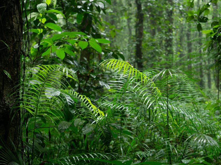 Dense rainforest canopy and tree ferns in the Sinharaja reserve