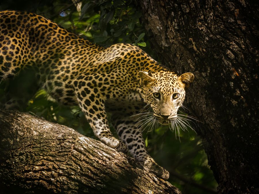 A Sri Lankan leopard resting along a tree branch