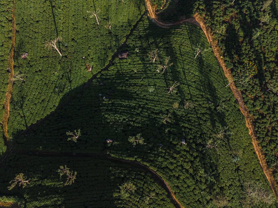 Patterns of tea fields seen from above on the ridges around Haputale