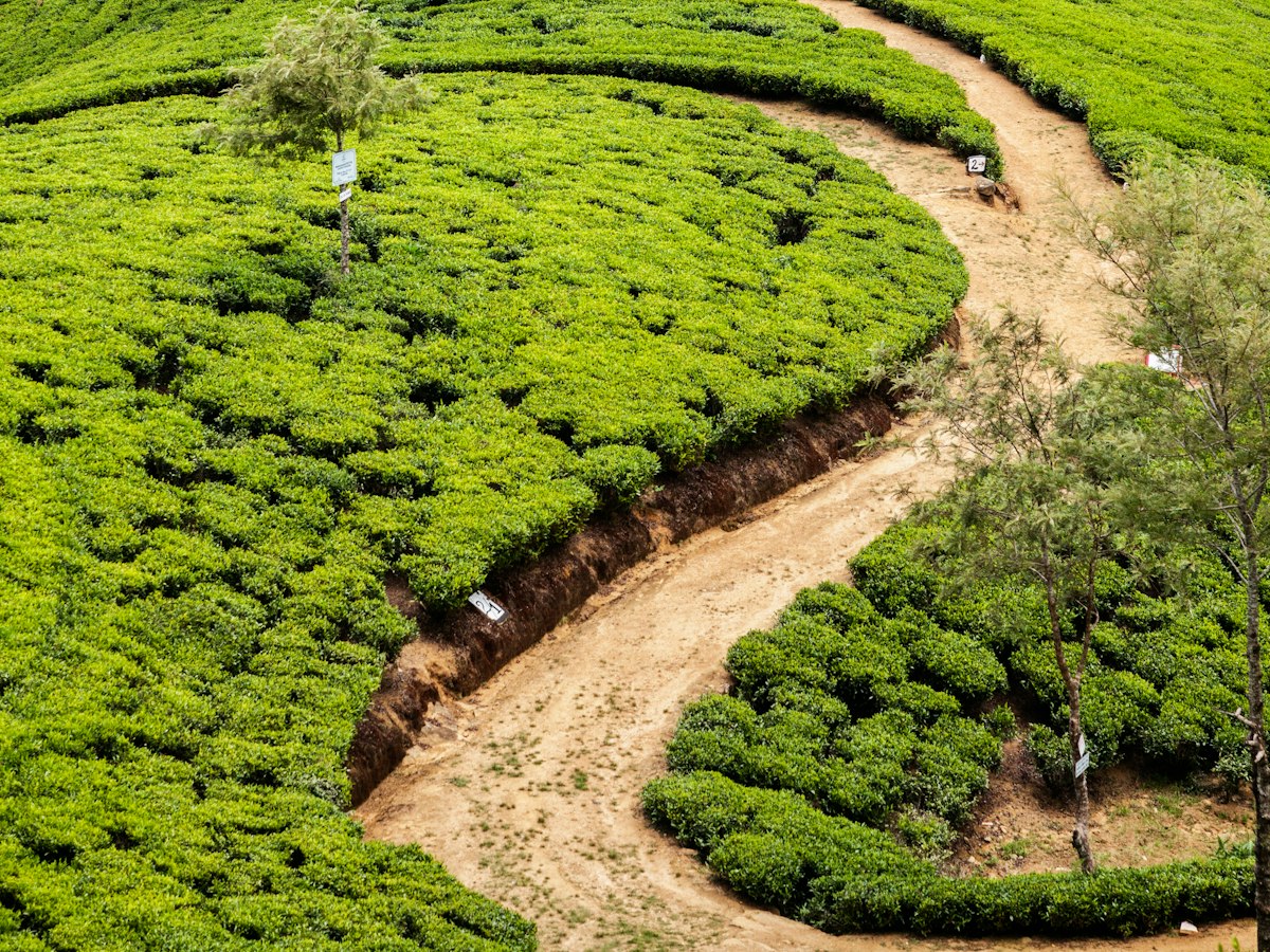 Terraced tea plantations rolling across the hills of central Sri Lanka