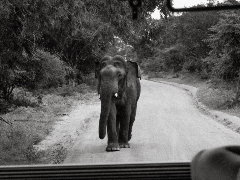 An elephant walking along a dirt track in a Sri Lankan national park, seen from a safari jeep.