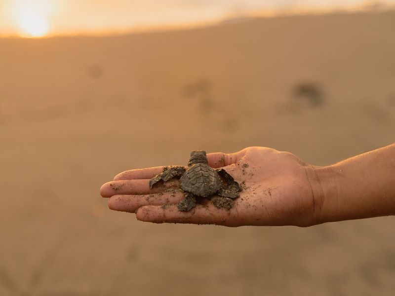 A person gently holding a newly hatched sea turtle at the water's edge at sunset.