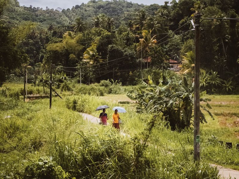 Two people walking with umbrellas along a path through lush green Sri Lankan countryside.