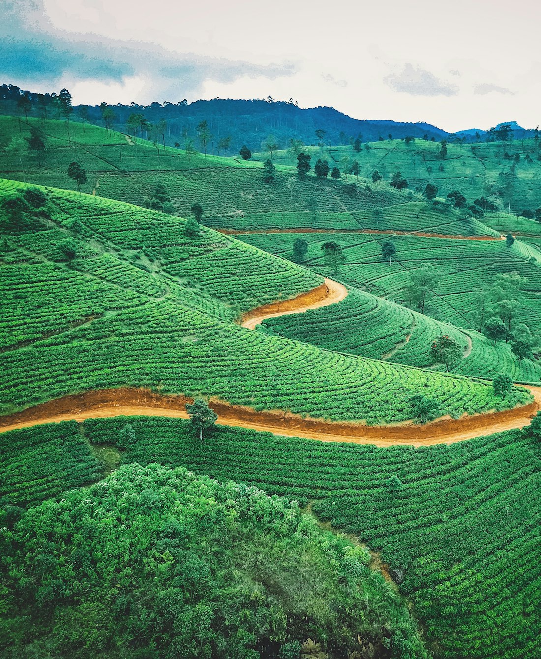 An empty road winding through green hills and tea country in central Sri Lanka